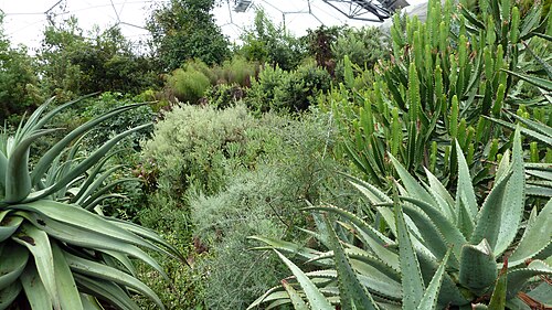 Eden Project, Bodelva, Cornwall — Mediterranean Biome @ Eden Project
