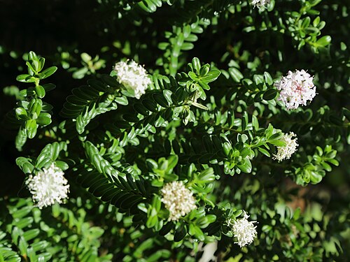 Edvard Andersons växthus (Gewächshaus Edvard Anderson), Bergianska trädgården, Stockholm — Pimelea ferruginea i Bergianska trädgården.