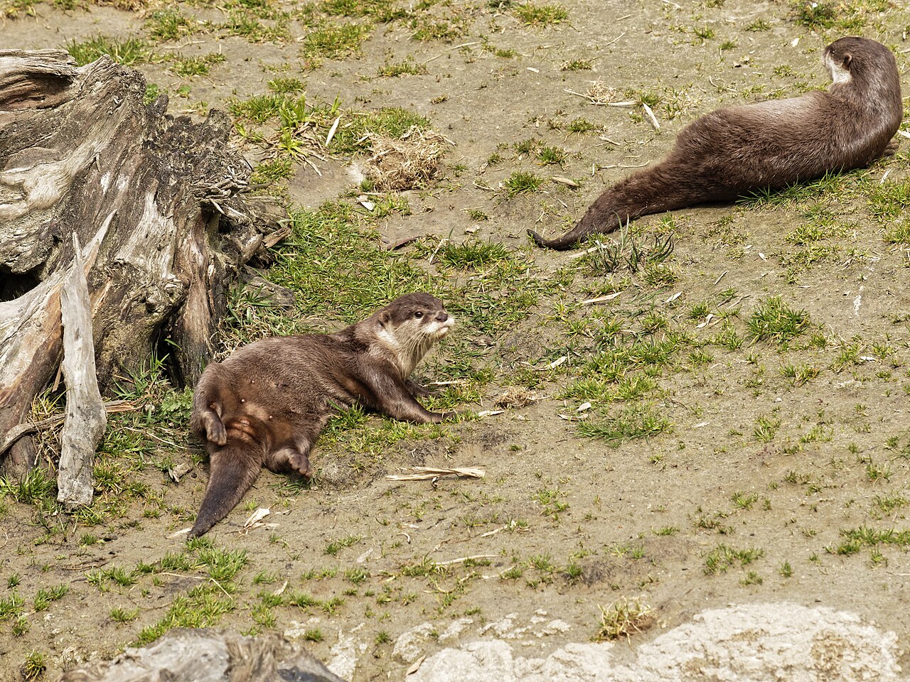 Rimbula (Wildlands Adventure Zoo Emmen), Emmen, Drenthe — Aonyx cinereus (Asian small-clawed otter)