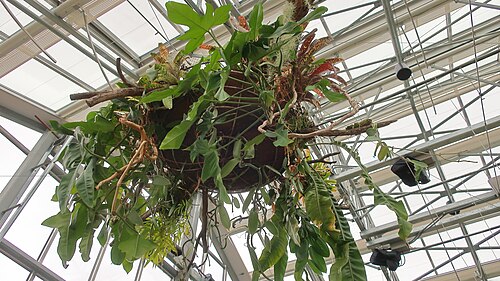 Dickinson Family Education Conservatory (San Diego Botanic Garden), Encinitas, Kalifornien — Dickinson Family Education Conservatory — Ansicht 4