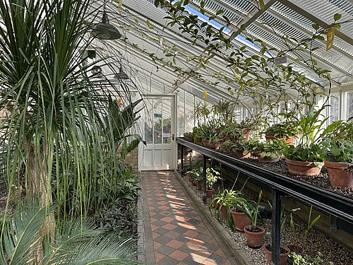 Rekonstruierte viktorianische Glashausreihe, Myddelton House Gardens, Enfield, London — Inside the Myddleton House greenhouse