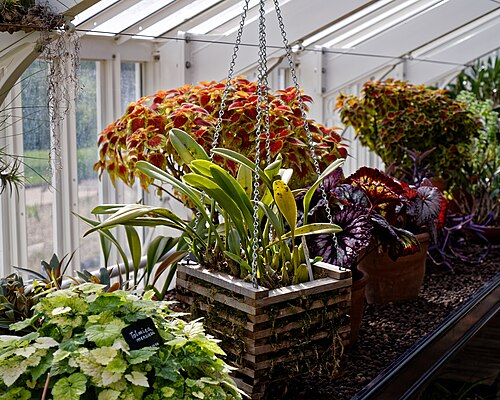 Rekonstruierte viktorianische Glashausreihe, Myddelton House Gardens, Enfield, London — photo 4