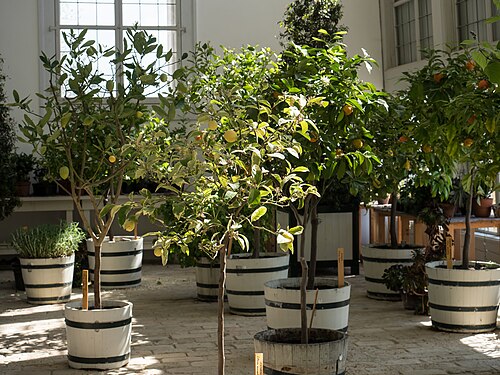 シュロス・ホーフのオランジェリー(Orangerie Schloss Hof), 下オーストリア州エンゲルハルツシュテッテン — Schloßhof - Orangerie (Engelhartstetten, NÖ)