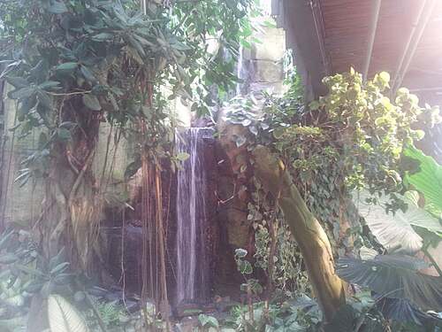 Danakil (Wüsten- und Dschungelhaus, egapark), Erfurt, Thüringen — Egapark Erfurt Danakil 039 Urwaldteil