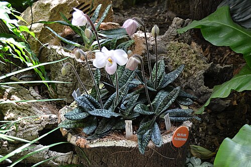 Orchidarium d'Estepona (Orquidario de Estepona), Estepona, Andalousie — Orchidarium Estepona