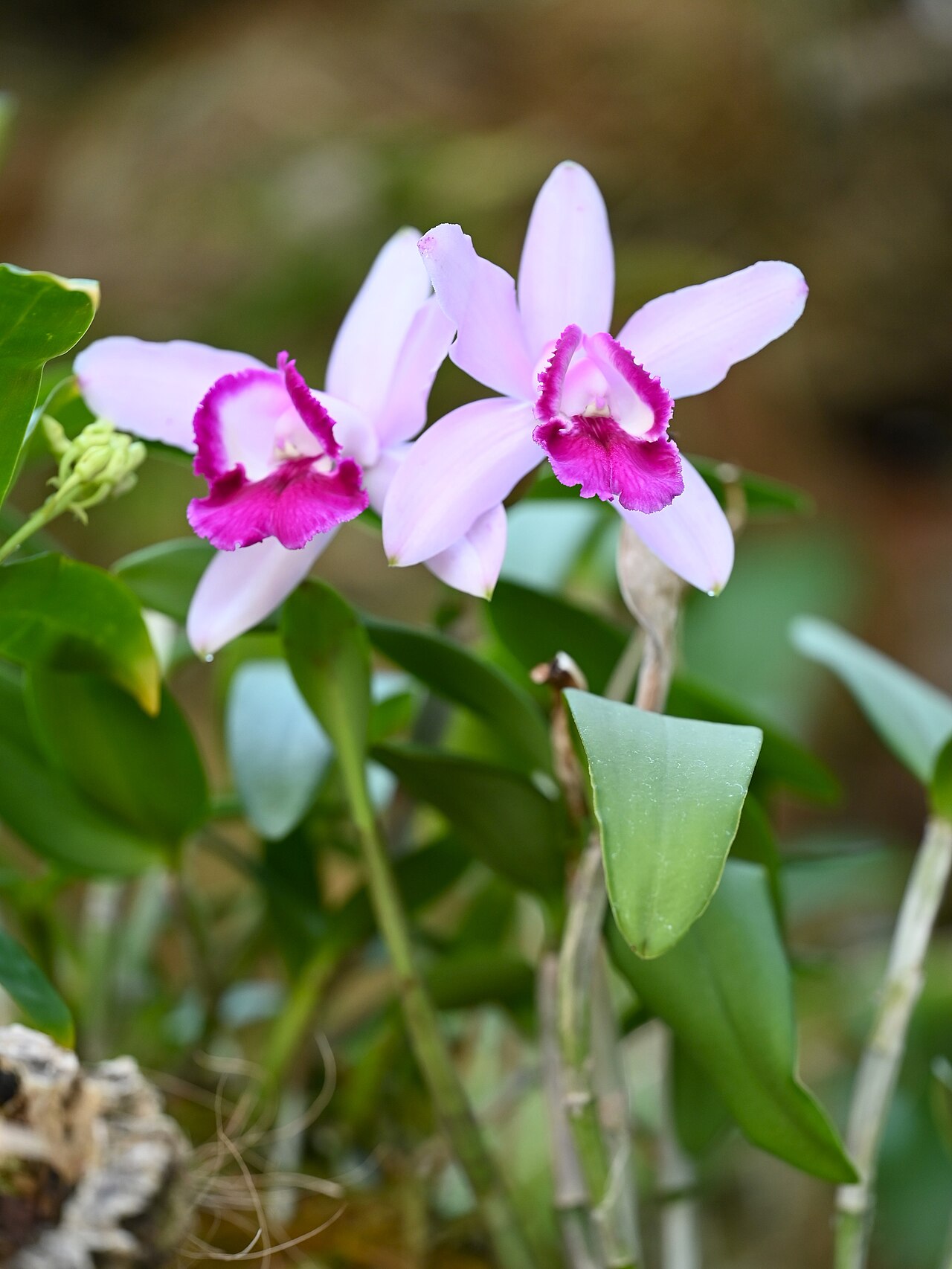 Orchidarium d'Estepona (Orquidario de Estepona), Estepona, Andalousie — Cattleya intermedia ornata in Orchidarium Estepona