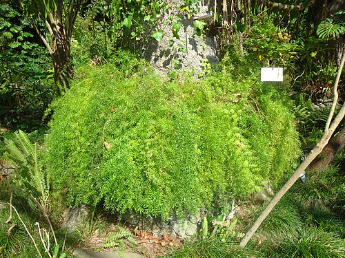 Estufa Fria, Lissabon — Asparagus densiflorus