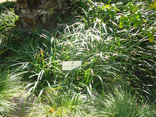 Estufa Fria, Lissabon — Ophiopogon jaburan