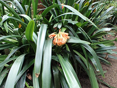 Estufa Fria, Lissabon — Clivia × cyrtanthiflora in Estufa Fria in Lisbon in Portugal