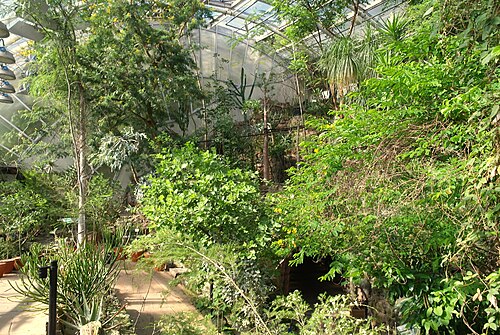Gewächshaus Fata Morgana (skleník Fata Morgana), Prag, Troja — Greenhouse Fata Morgana, Prague Botanical Gardens, Trojská str. 194, Troja. Interior