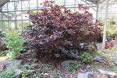 Rutherford Conservatory (Rhododendron Species Botanical Garden), Federal Way, Washington — Rutherford Conservatory