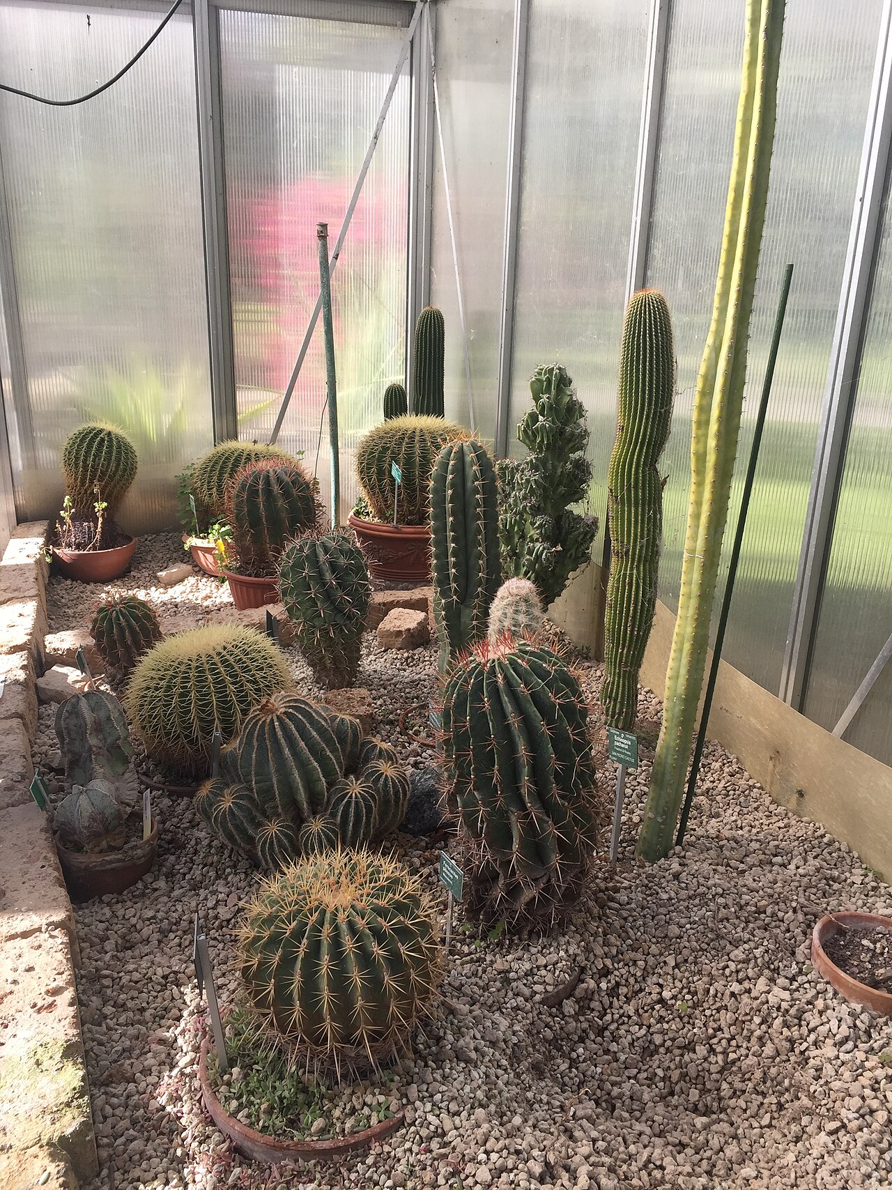 フェラーラ大学植物園(オルト・ボタニコ)の温室群, フェラーラ、エミリア=ロマーニャ州 — Piante grasse, Orto botanico Università Ferrara