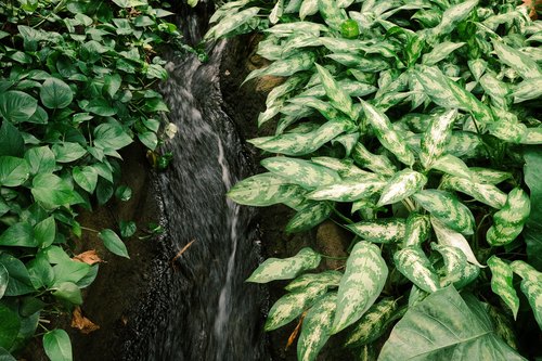 フェリンガー・フライマン植物温室, インディアナ州フォートウェイン — photo 1