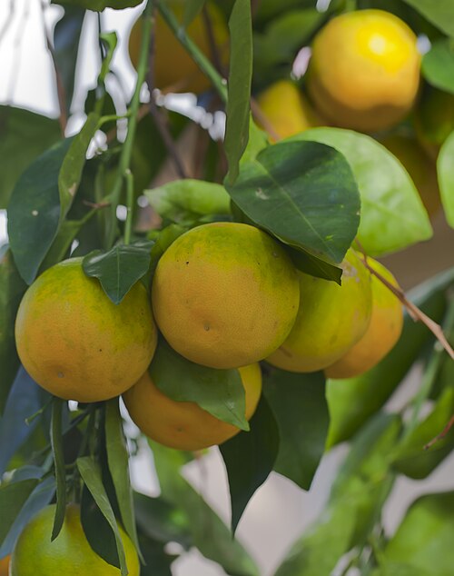 フェリンガー・フライマン植物温室, インディアナ州フォートウェイン — Orange ( Citrus sinensis ), Botanic Conservatory, Fort Wayne, USA