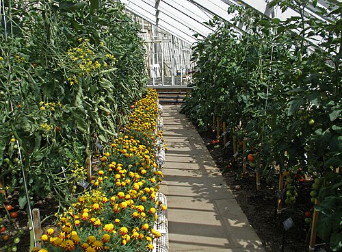 Weinhaus (Vinery, pinery-vinery), ummauerter Garten des Fulham Palace, Fulham, London (London Borough of Hammersmith and Fulham) — Walled Garden, Fulham Palace