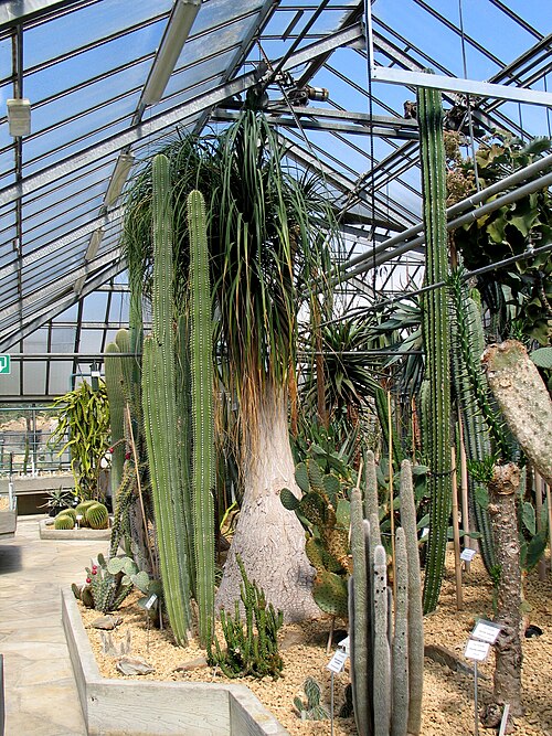 ヘント大学植物園の温室群（Plantentuin UGent）, 東フランデレン州ヘント — Een kas in de Plantentuin te Gent, België