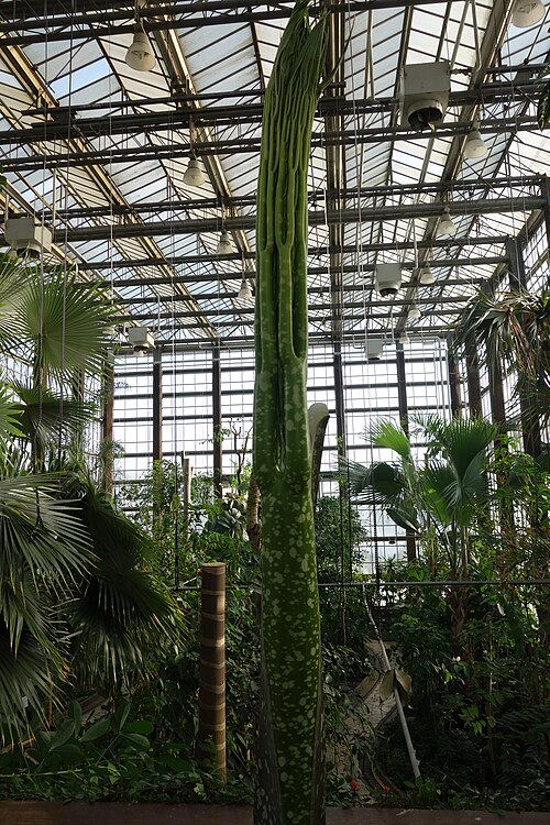 ヘント大学植物園の温室群（Plantentuin UGent）, 東フランデレン州ヘント — Amorphophallus titanum in Botanical garden Ghent Map: 51° 2' 5" N 3° 43' 24" E