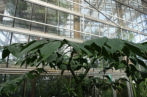 ヘント大学植物園の温室群（Plantentuin UGent）, 東フランデレン州ヘント — ヘント大学植物園の温室群（Plantentuin UGent） — 4枚目