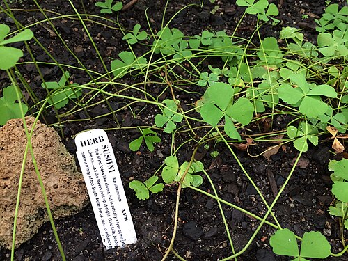 Garfield Park Conservatory, Chicago — Marsilea minuta at the Garfield Park Conservatory