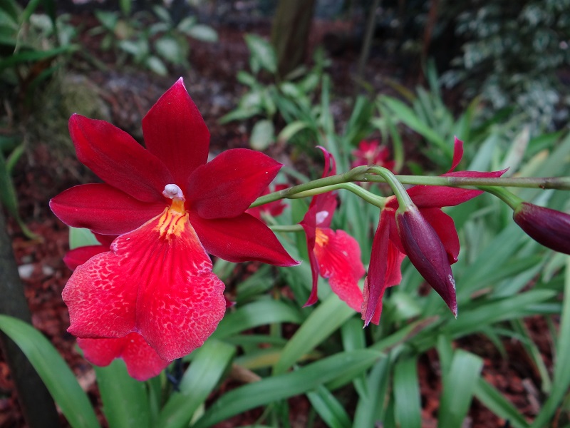 Raffeiner Orchideenwelt (Orchideengewächshäuser, Schmetterlingshaus und Orangerie), Gargazon / Gargazzone (Provinz Bozen), Südtirol — Burrageara Nelly Isler