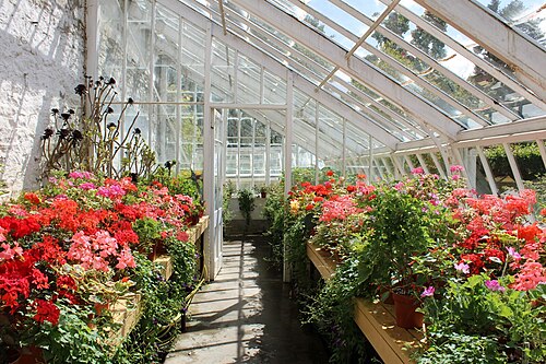 Gewächshaus von Mackenzie & Moncur, ummauerter Garten von Geilston Garden, Cardross, Argyll and Bute (Schottland) — Inside the greenhouse