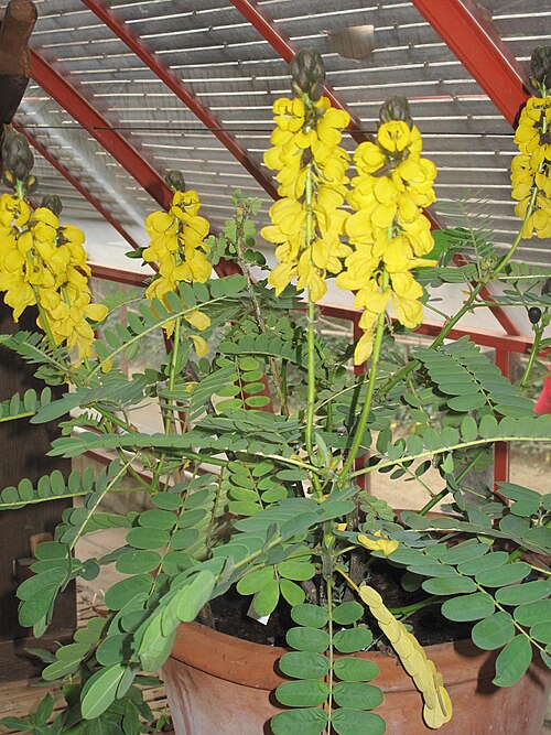 Mazel-Gewächshäuser, La Bambouseraie en Cévennes (Prafrance), Générargues (bei Anduze), Okzitanien — Cassia didymobotrya = Senna didymobotrya in a greenhouse of the bambouseraie de…