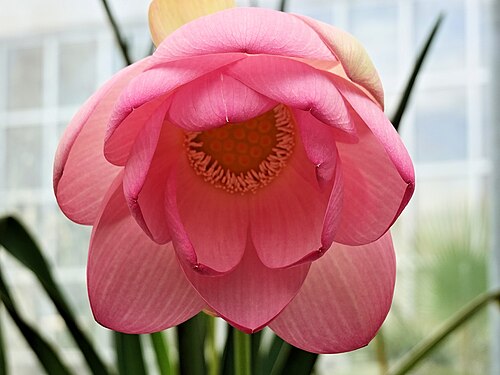 Gewächshäuser des Botanischen Gartens Gießen (Palmenhaus, Ernst-Küster-Haus, Victoria-Haus), Gießen, Hessen — Lotosblüte im Botanischen Garten Gießen
