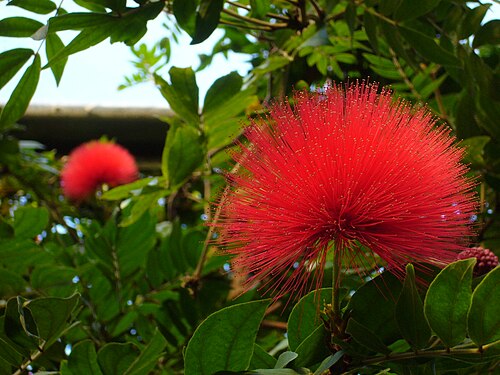 Main Range, grandes serres du jardin botanique de Glasgow, Glasgow, Écosse — Pom-pom flower in the Palm House - I don't know the real name, but I love their fluffiness