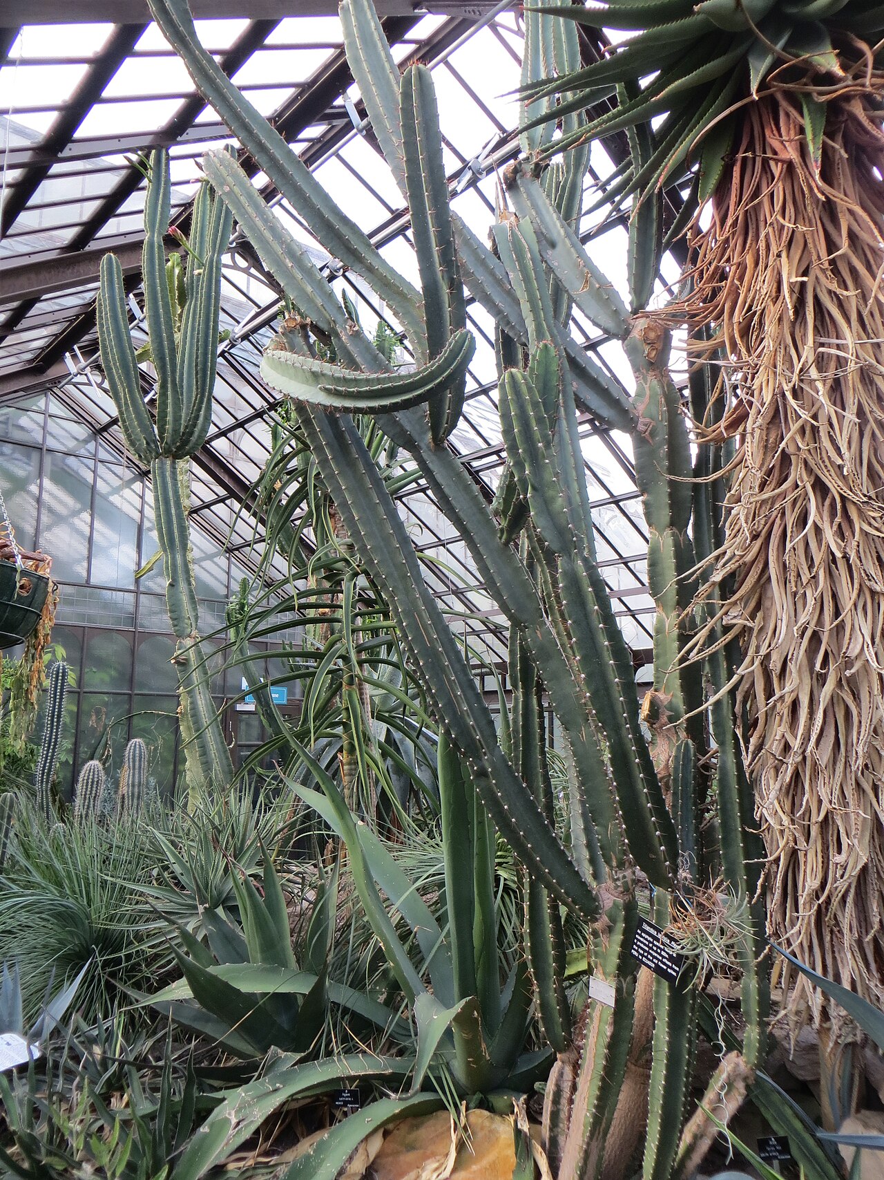 Main Range, grandes serres du jardin botanique de Glasgow, Glasgow, Écosse — Glasgow