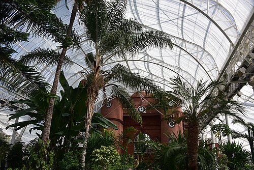 ピープルズ・パレスとウィンターガーデン, グラスゴー・グリーン、グラスゴー、スコットランド — Exotic plants in the People's Palace conservatory in Glasgow.