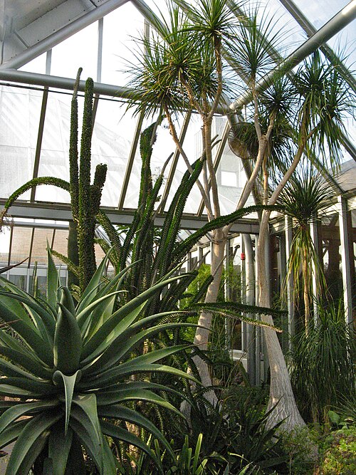 Die Gewächshäuser des Chicago Botanic Garden (Regenstein Center), Glencoe, Illinois — Chicago Botanic Gardens - Arid Greenhouse