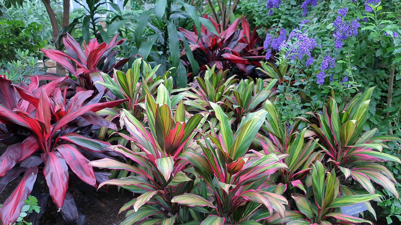 Die Gewächshäuser des Chicago Botanic Garden (Regenstein Center), Glencoe, Illinois — Die Gewächshäuser des Chicago Botanic Garden — Ansicht 3