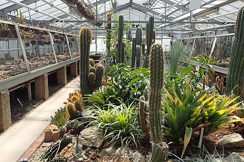 Gewächshäuser des Alten Botanischen Gartens, Göttingen, Göttingen, Niedersachsen — In greenhouse in Alten Botanischen Garten Göttingen, Germany