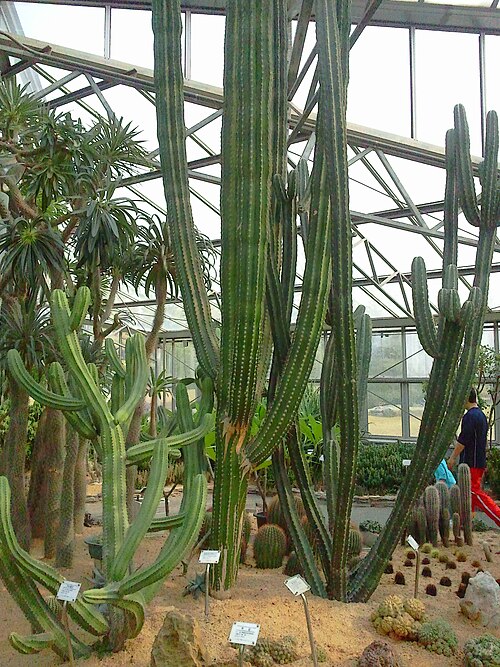 Kakteen-Ausstellungshalle, Ilsan Lake Park (고양 선인장전시관), Goyang (Ilsan Lake Park, Ilsandong-gu), Gyeonggi — Cactus garden ILSan Lake