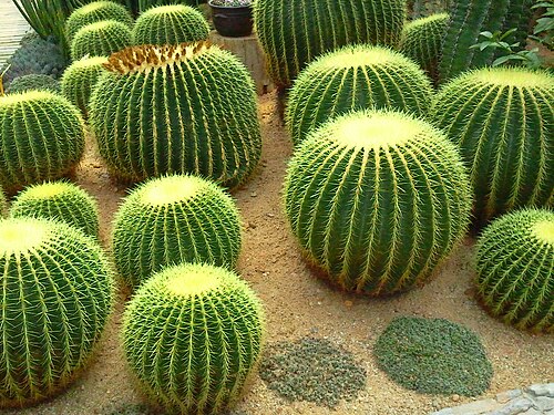 Kakteen-Ausstellungshalle, Ilsan Lake Park (고양 선인장전시관), Goyang (Ilsan Lake Park, Ilsandong-gu), Gyeonggi — Cactus garden IL San Lake