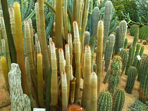 Kakteen-Ausstellungshalle, Ilsan Lake Park (고양 선인장전시관), Goyang (Ilsan Lake Park, Ilsandong-gu), Gyeonggi — Kakteen-Ausstellungshalle, Ilsan Lake Park — Ansicht 4