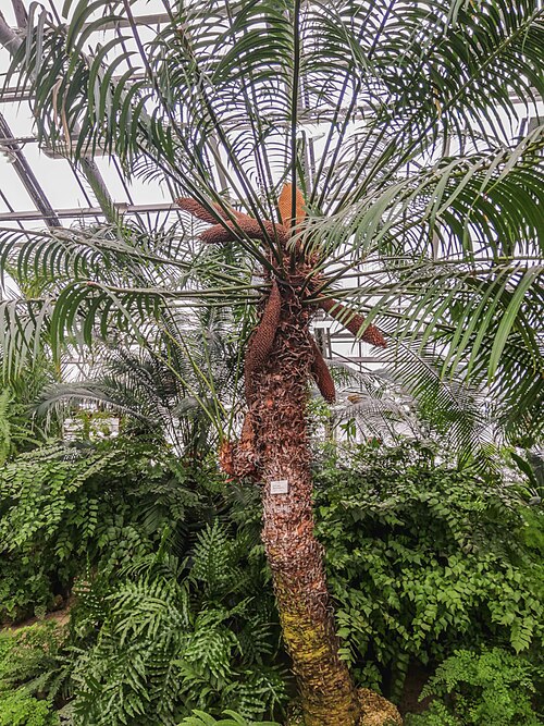 ピョートル大帝植物園のパームハウス, サンクトペテルブルク — St. Petersburg Botanical Garden of the V. L. Komarov Institute: Professor Popov Street…
