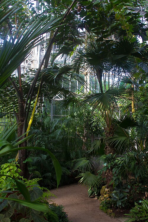 ピョートル大帝植物園のパームハウス, サンクトペテルブルク — Palm Greenhouse at Saint Petersburg Botanical Garden