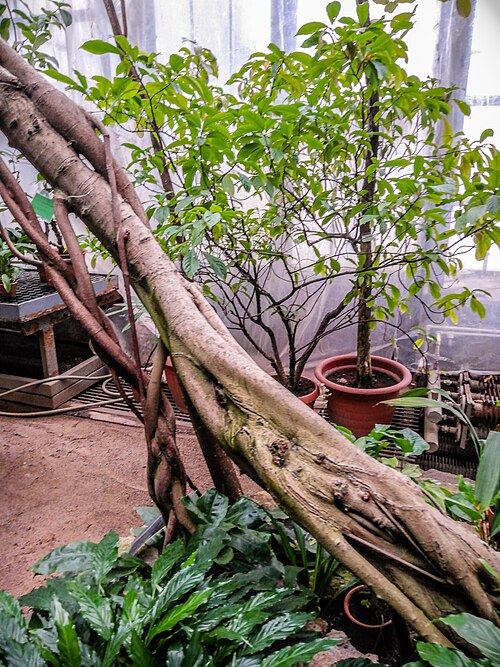 ピョートル大帝植物園のパームハウス, サンクトペテルブルク — ピョートル大帝植物園のパームハウス — 6枚目