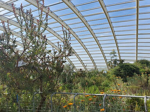 Great Glasshouse (Tŷ Gwydr Mawr), National Botanic Garden of Wales, Llanarthne, Wales — Taken from inside the conservatory at the National Botanical Gardens of Wales