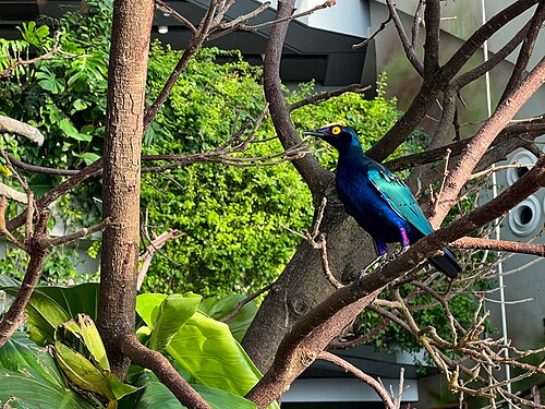 The Green Planet, City Walk, Dubaï — Colorful bird at Green Planet Dubai
