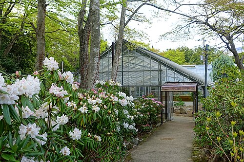 Tropische Gewächshäuser im Gōra-Park (箱根強羅公園 熱帯植物館), Hakone, Präfektur Kanagawa — Tropische Gewächshäuser im Gōra-Park — Ansicht 2
