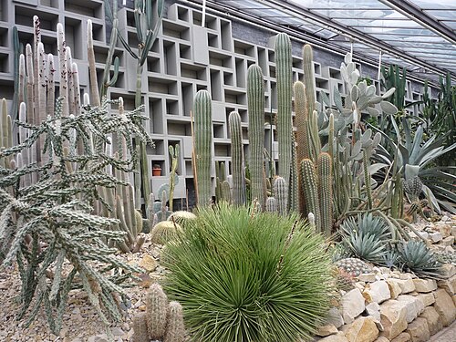 プランテン・ウン・ブローメンの熱帯温室(トロペンゲヴェクスホイザー), ハンブルク — Wüstenhaus des ehemaligen Botanischen Gartens. Heute steht es im Gelände von Planten un…