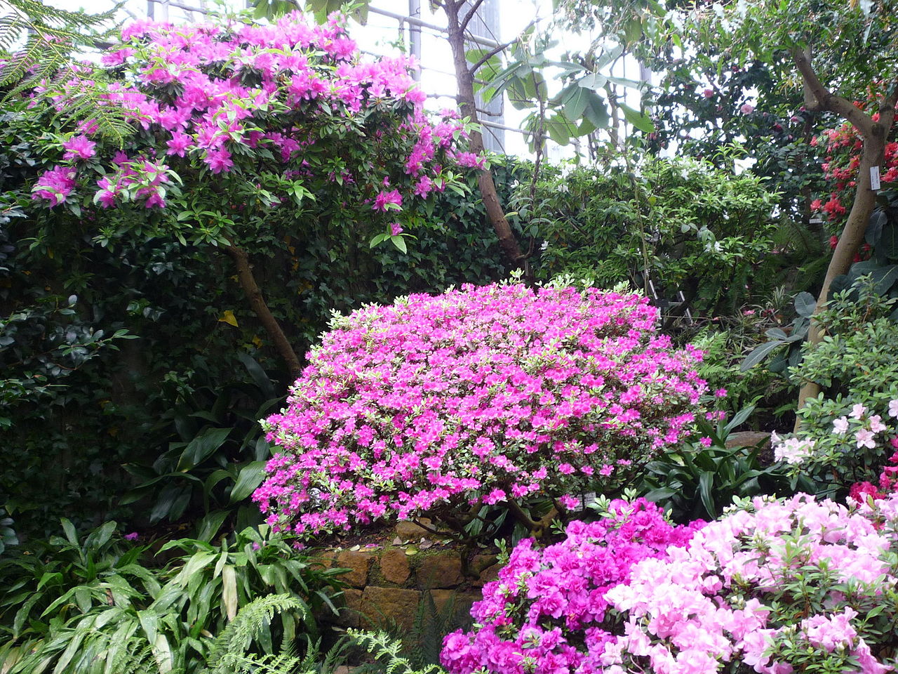 プランテン・ウン・ブローメンの熱帯温室(トロペンゲヴェクスホイザー), ハンブルク — Subtropenhaus im ehemaligen Botanischen Garten. Heute liegen die Tropengewächshäuser im…