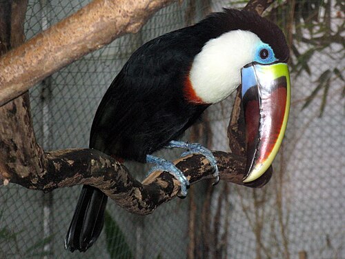 The Living Rainforest (serres tropicales), Hampstead Norreys, près de Newbury (Berkshire) — Toucan