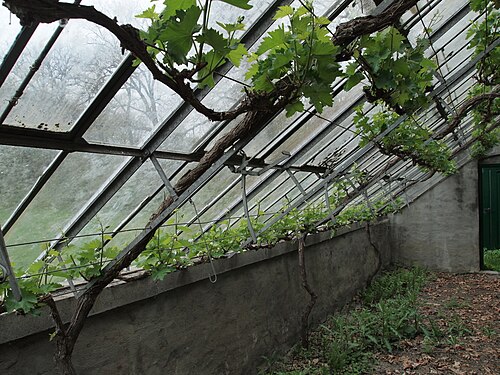 Mauergewächshaus (muurkas) im Küchengarten von Schloss Heeswijk, Heeswijk-Dinther, Nordbrabant — photo 3