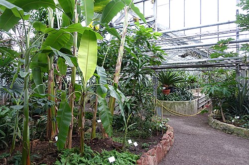 Schauhäuser des Botanischen Gartens der Universität Heidelberg, Heidelberg (Neuenheimer Feld), Baden-Württemberg — Greenhouse interior view - Botanischer Garten - Heidelberg, Germany.