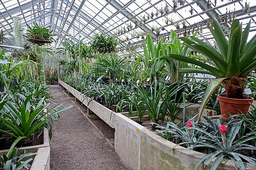 Schauhäuser des Botanischen Gartens der Universität Heidelberg, Heidelberg (Neuenheimer Feld), Baden-Württemberg — Greenhouse scene - Botanischer Garten - Heidelberg, Germany.