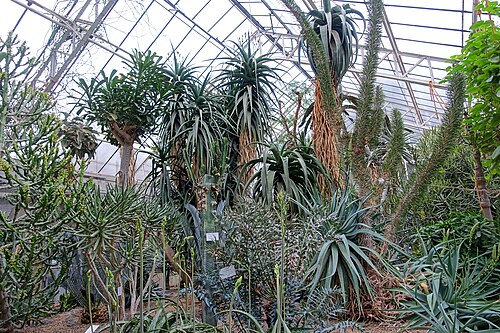 Schauhäuser des Botanischen Gartens der Universität Heidelberg, Heidelberg (Neuenheimer Feld), Baden-Württemberg — Succulent greenhouse in the Botanischer Garten - Heidelberg, Germany.