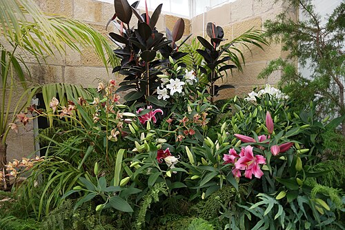 The Conservatory, Royal Tasmanian Botanical Gardens, Royal Tasmanian Botanical Gardens, Hobart, Tasmanien — The Conservatory, Royal Tasmanian Botanical Gardens — Ansicht 3